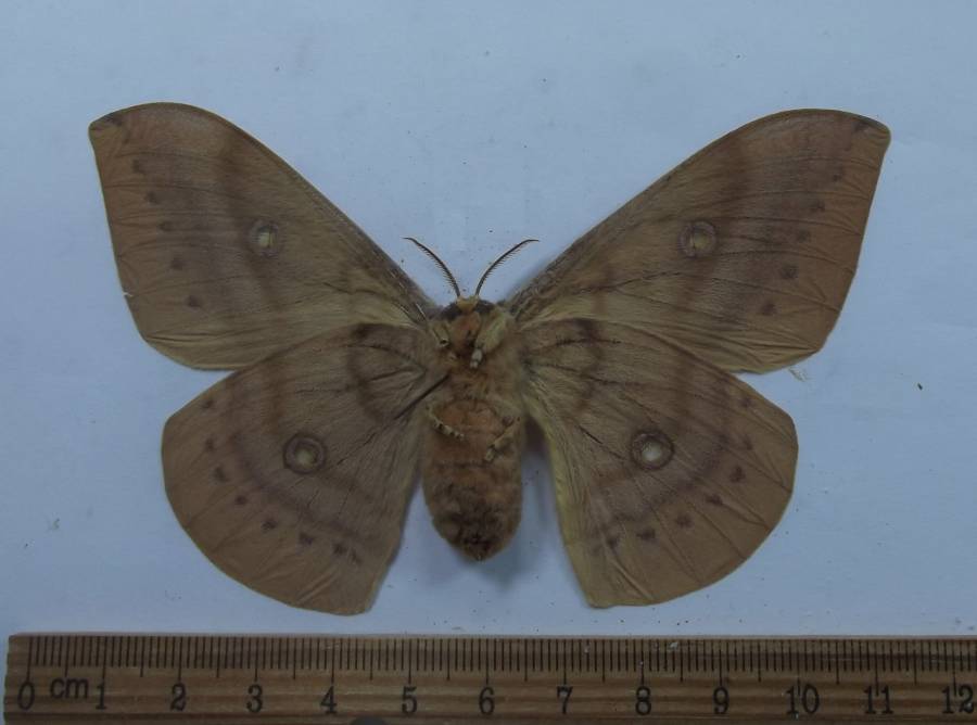 Female - Ventral<br>(Origin of the Specimen: East Russia, Aug 14, 2001)