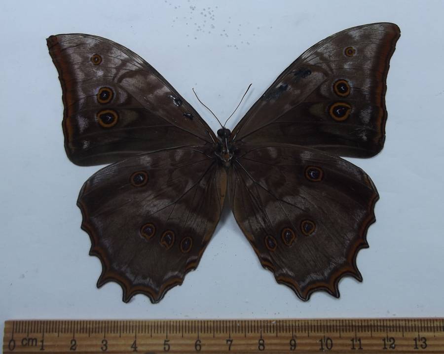Male - Ventral View<br>(Origin of the Specimen: Central Mexico)