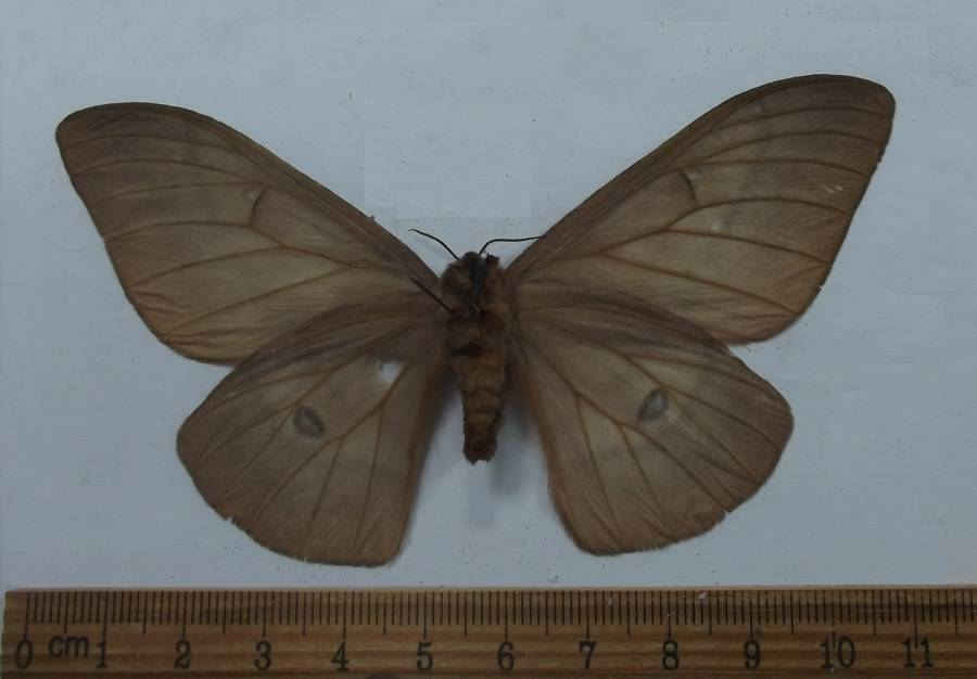 Female - Ventral View<br>(Origin of the Specimen: Gabon, West Africa)