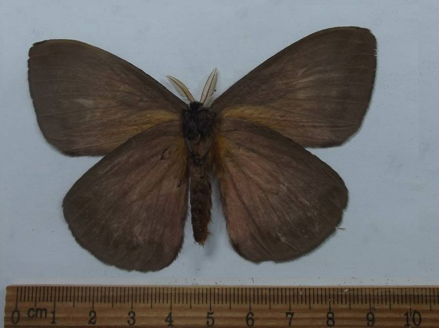 Female - Ventral View<br>(Origin of the Specimen: Mexico, June 1989)