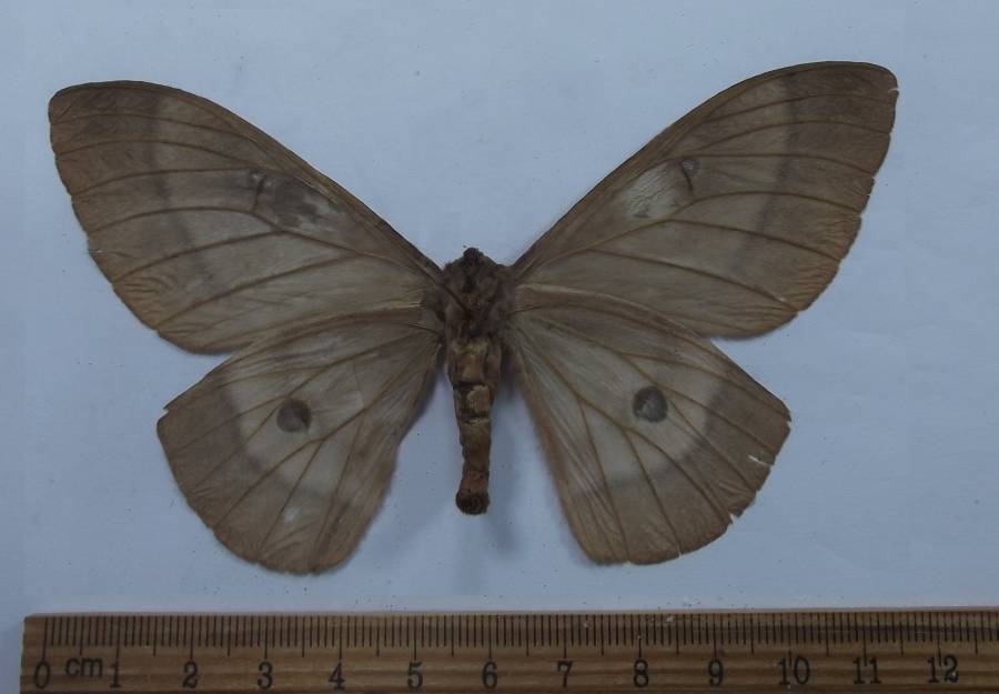 Female - Ventral View<br>(Origin of the Specimen: Uganda, May 24, 2007)