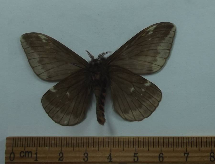 Male - Ventral View<br>(Origin of the Specimen: Buga, Colombia April 1983)