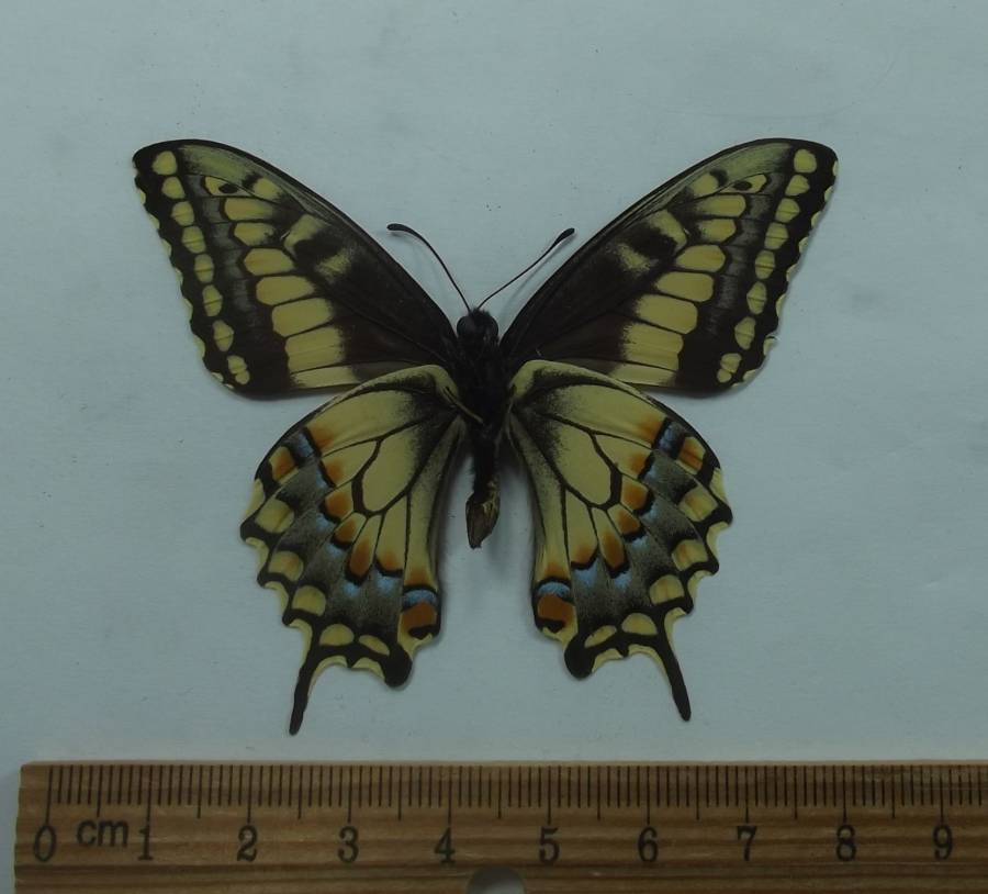 Male - Vent ral View<br>(Origin of the Specimen: Western North Dakota, June 3, 1977)