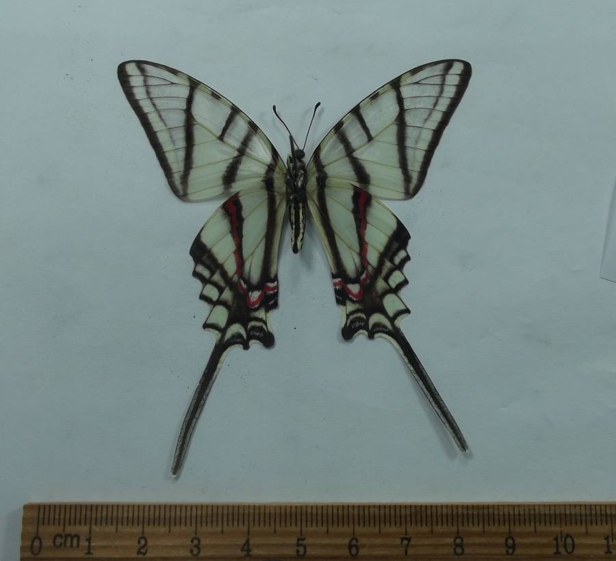 Male - Vetnral View<br>(Origin of the Specimen: Laurent Col - South Mexico April 12)