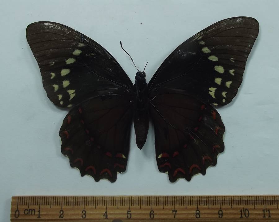 Female - Vetnral View<br>(Origin of the Specimen: El Salvador, Dec. 1998)