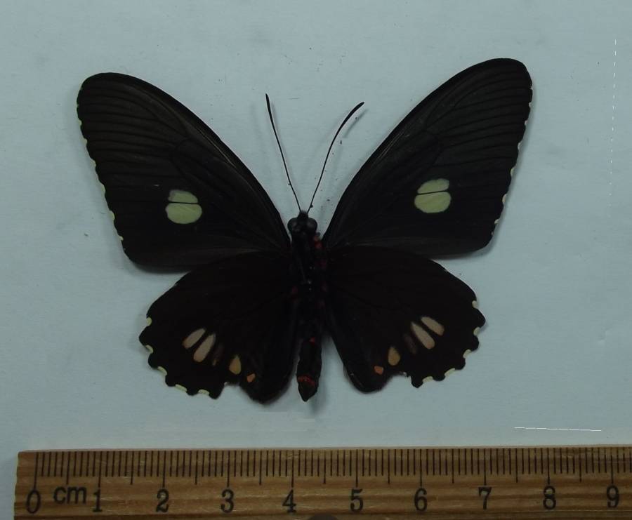 Male - Ventral View<br>(Origin of the Specimen: Peru, June 1998)