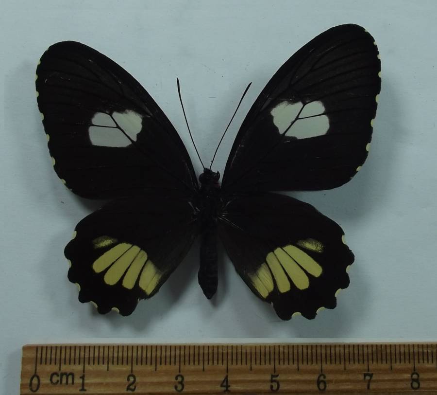 Female - Dorsal View<br>(Origin of the Specimen: Peru, June 1998)