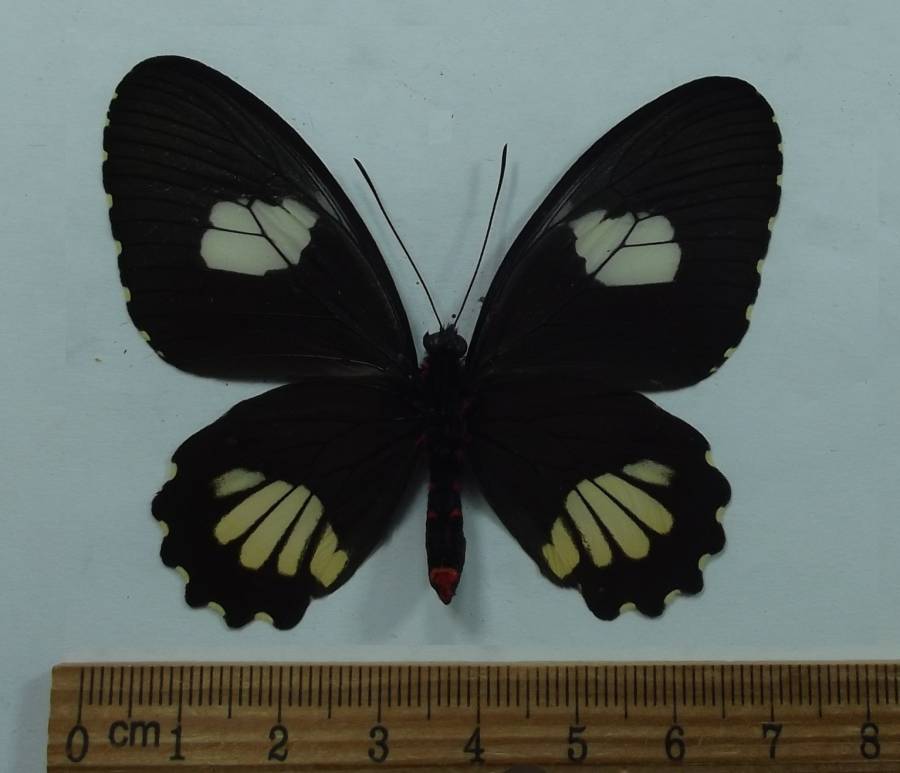 Female - Ventral View<br>(Origin of the Specimen: Peru, June 1998)