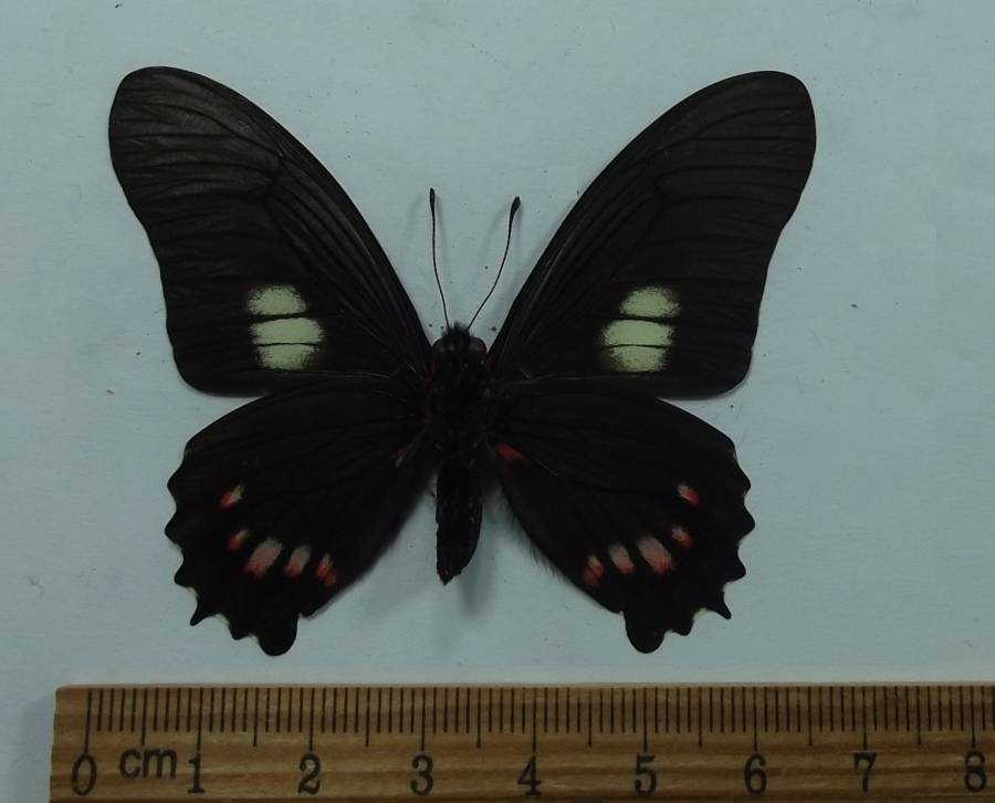 Male - Ventral View<br>(Origin of the Specimen: Peru 1998)
