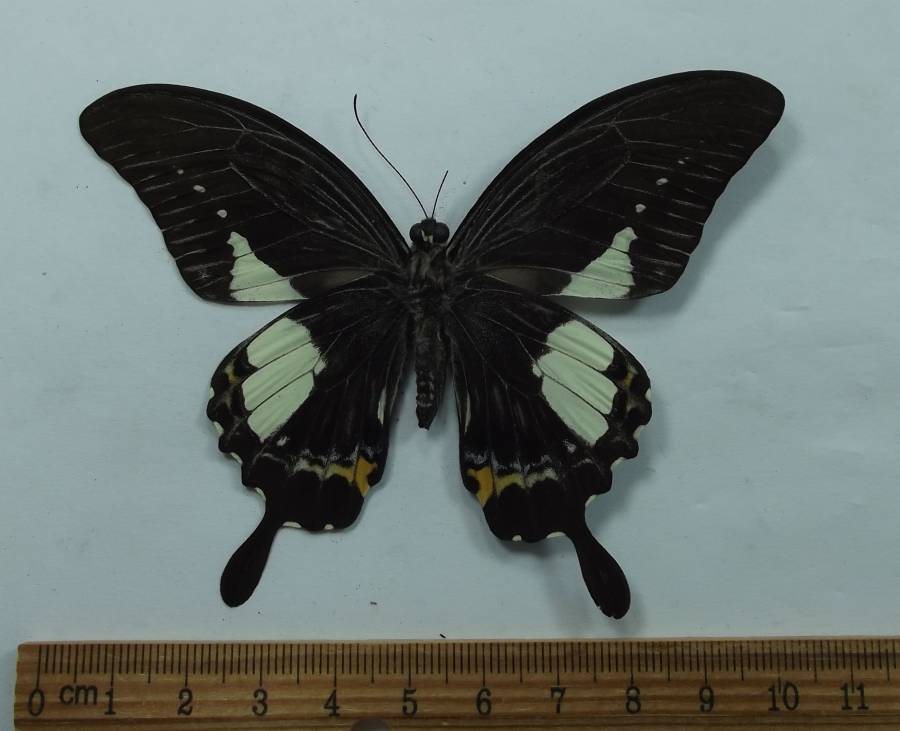 Male - Vetnral View<br>(Origin of the Specimen: Ley, C. Philippines, May 23 1989)