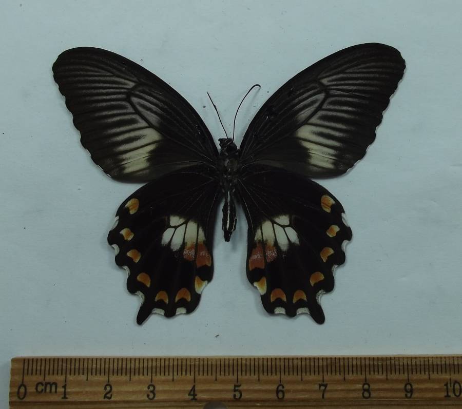 Female - Ventral View<br>(Origin of the Specimen: Ambon, Aug 2009)