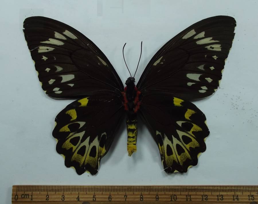 Female - Ventral View<br>(Origin of the Specimen: Cooktown, Queensland - Bred)
