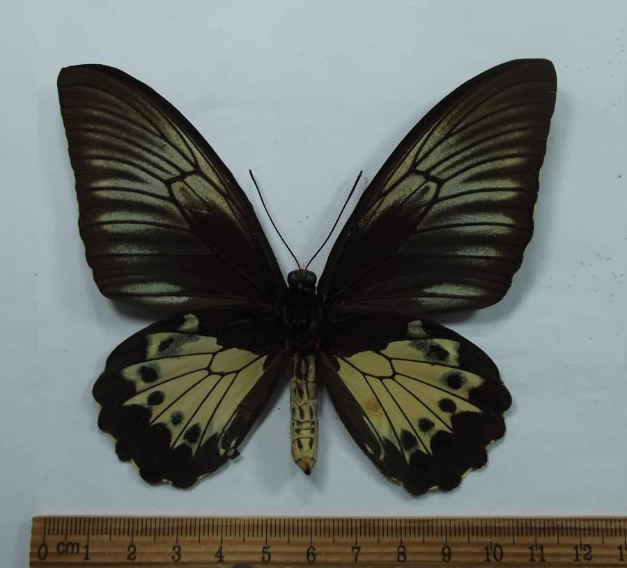 Female - Ventral View<br>(Origin of the Specimen: Hanokuari, West Iriani)