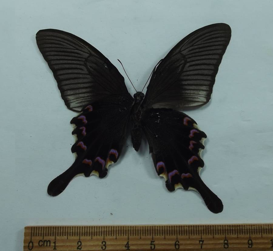 Deformed Female - Vetnral View<br>(Origin of the Specimen: NW Vietnam,  Sept 12, 2016)