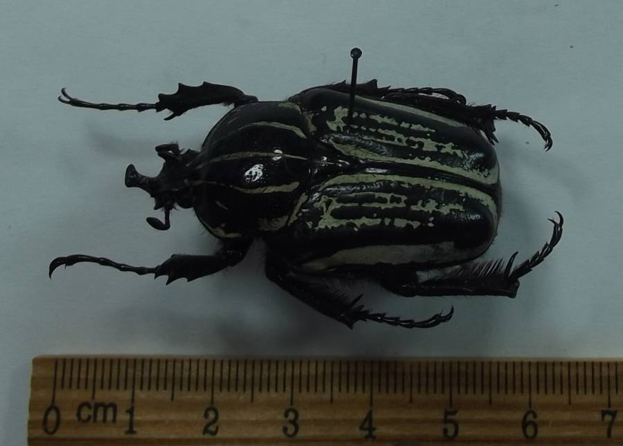 Male - Angle View<br>(Origin of the Specimen: Usumbara, Tazania)
