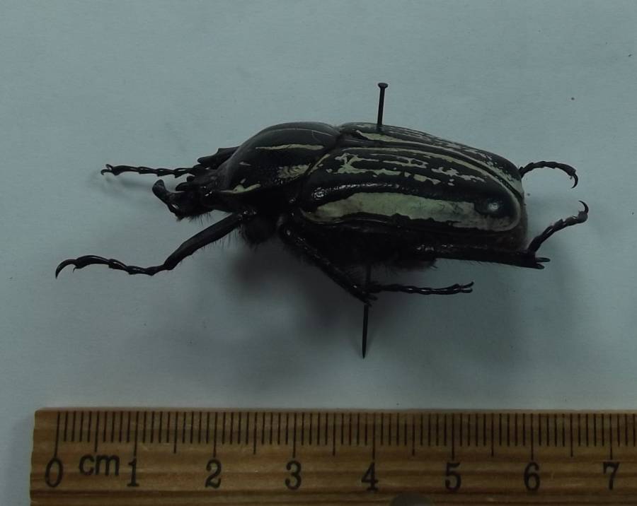 Male - Increased Angle View<br>(Origin of the Specimen: Usumbara, Tazania)