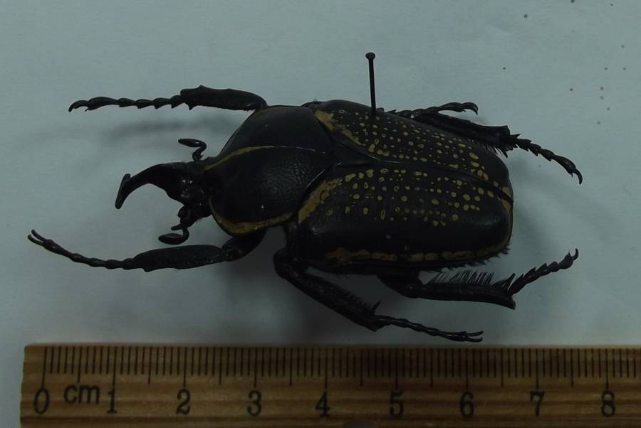 Male - Angle View<br>(Origin of the Specimen: Kilosa, Tanzania)