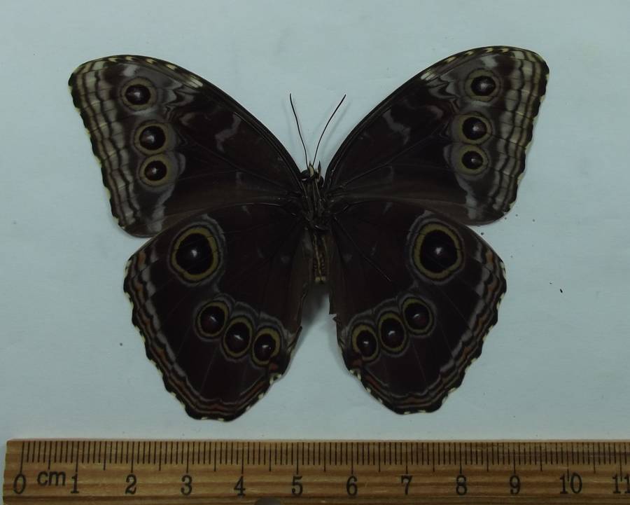 Male - Ventral View<br>(Origin of the Specimen: Golfeto, SW Coast Near Panama)