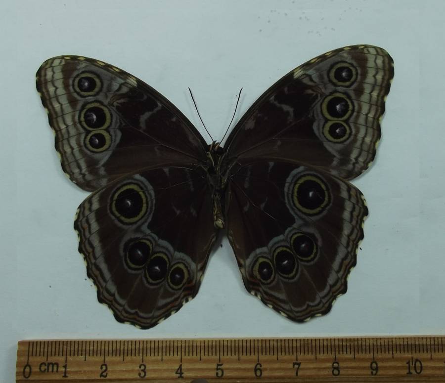 Male - Ventral View<br>(Origin of the Specimen: Cano Isle, Juyly 12, 2003)