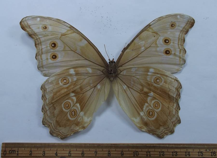 Male - Ventral View<br>(Origin of the Specimen: No Data Given)