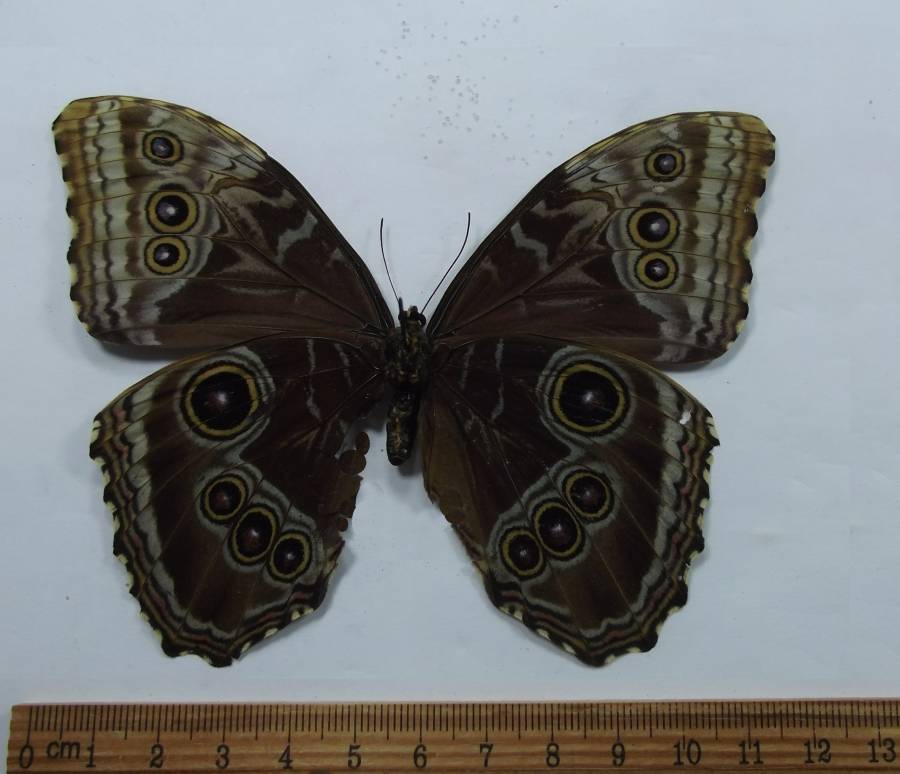 Male - Ventral View<br>(Origin of the Specimen: Panama, Dec 17, 2011)