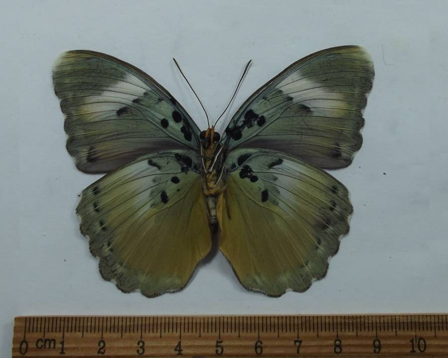 Female - Ventral View<br>(Origin of the Specimen: Cameroon, Feb. 2008)