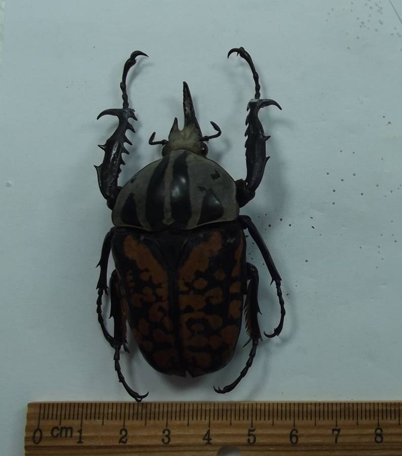 Male - Dorsal View<br>(Origin of the Specimen: Mt. Usumbara Tanzania, March 2007)