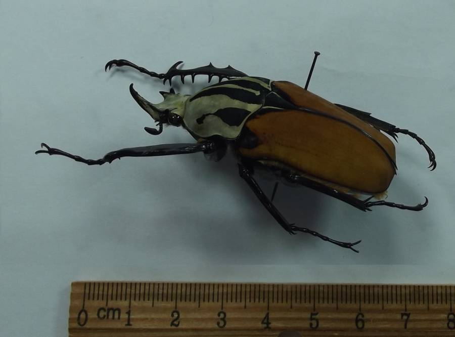 Male - Angle View<br>(Origin of the Specimen: Kwediboma, Tanzanai, Feb. 2017)