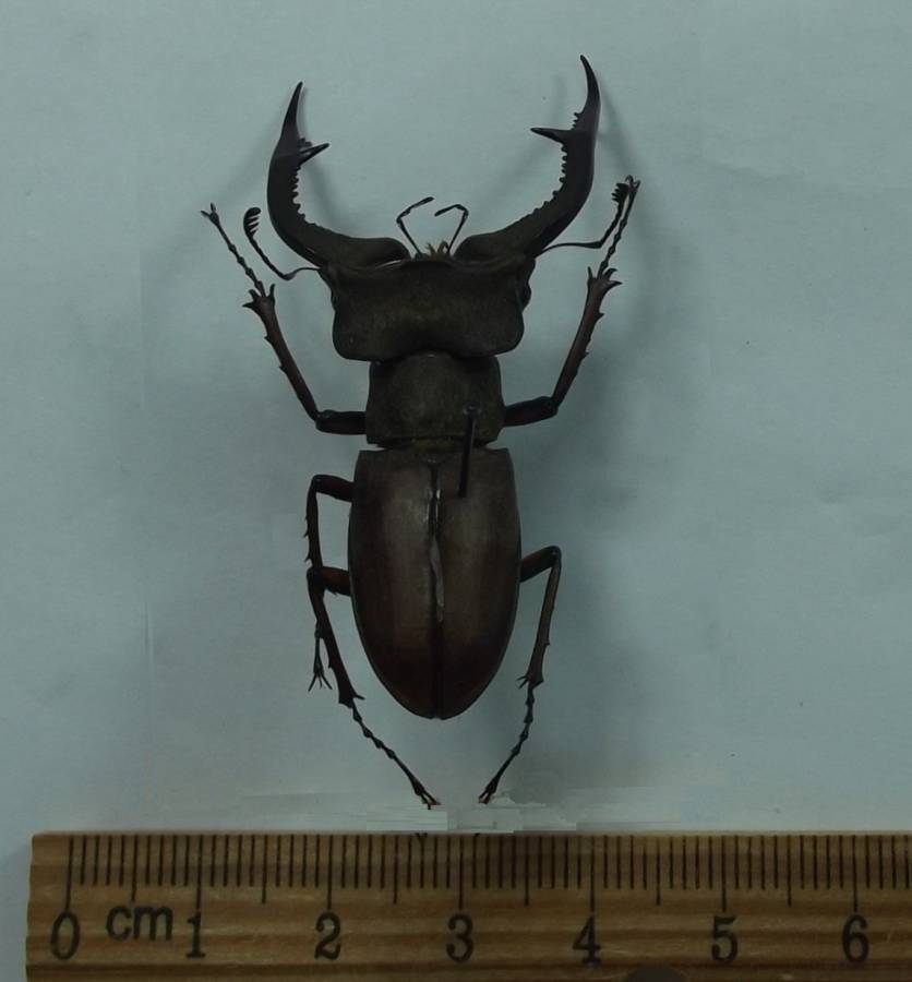 Male - Dorsal - 5 Legs<br>(Origin of the Specimen: Yen Bai Province)
