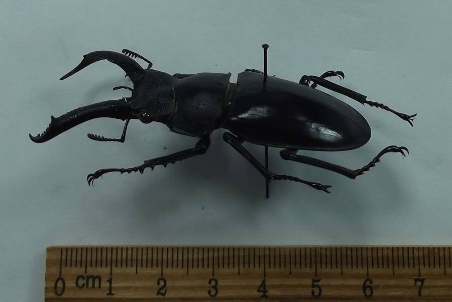 Male - Angle View<br>(Origin of the Specimen: Khao, Central Thailand, July 1990)