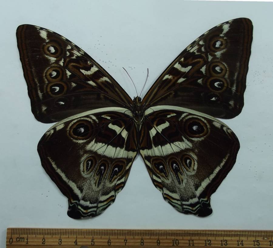 Blue Male - Ventral View<br>(Origin of the Specimen: Ochreous, Peru. Aug 2002)