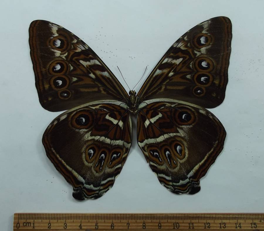 Brown Male - Ventral View<br>(Origin of the Specimen: Ochreous, Peru, Aug 2002)