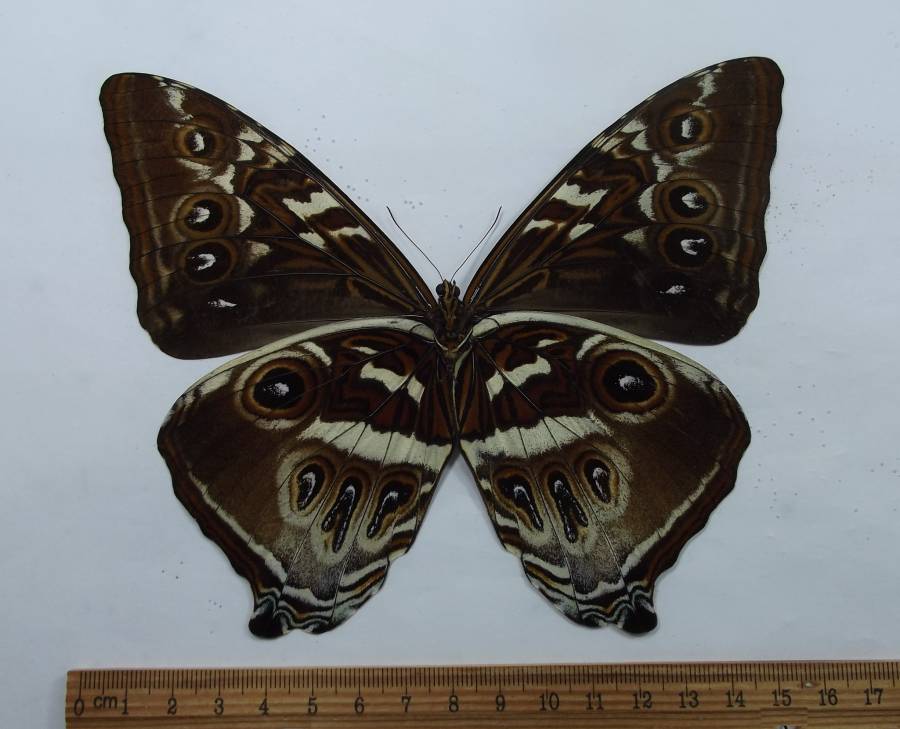 Mixed Colors - Ventral Male<br>(Origin of the Specimen: Ochreous, Peru, Aug 2002)