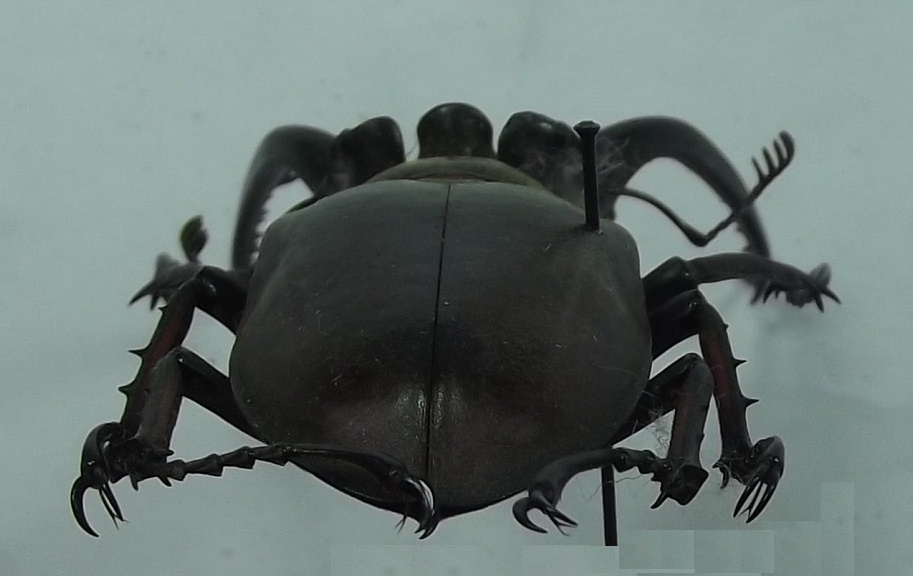 Rear View to Show Head<br>(Origin of the Specimen: Sapa, N. Vietnam, June 1993)