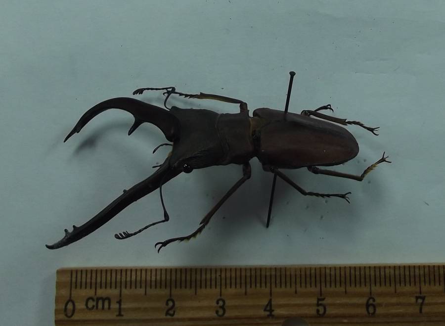 Male - Angle View<br>(Origin of the Specimen: Mawaia Village, PNG, Dec 2000)