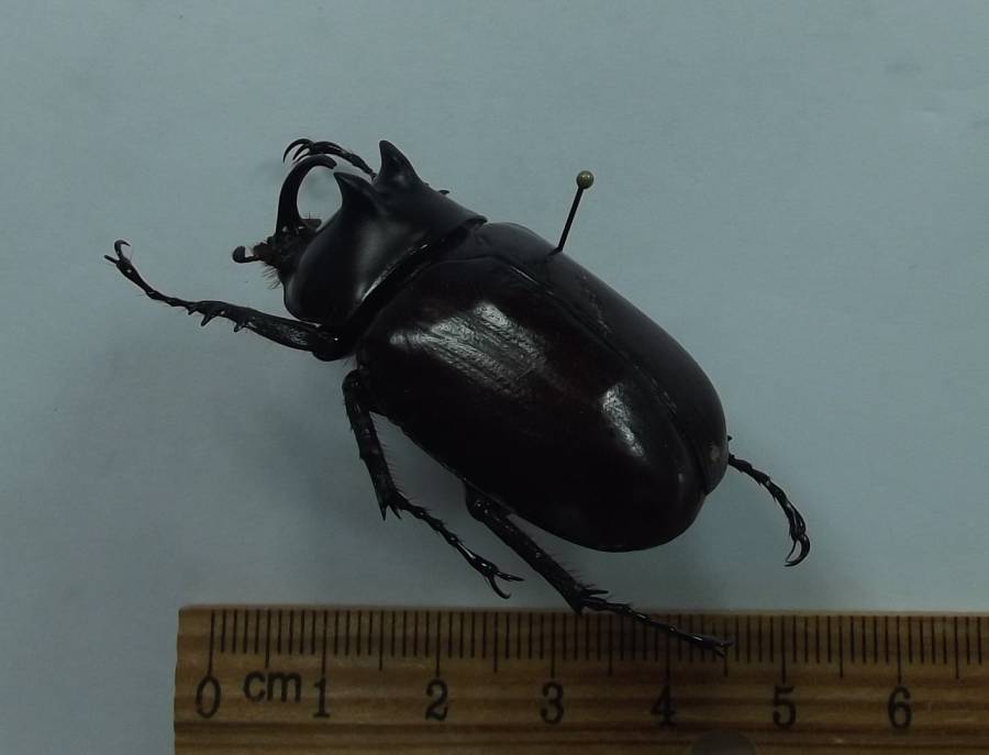 Male - Angle View<br>(Origin of the Specimen: Di Lihn, Lam Dong. Vietnam - Sept)