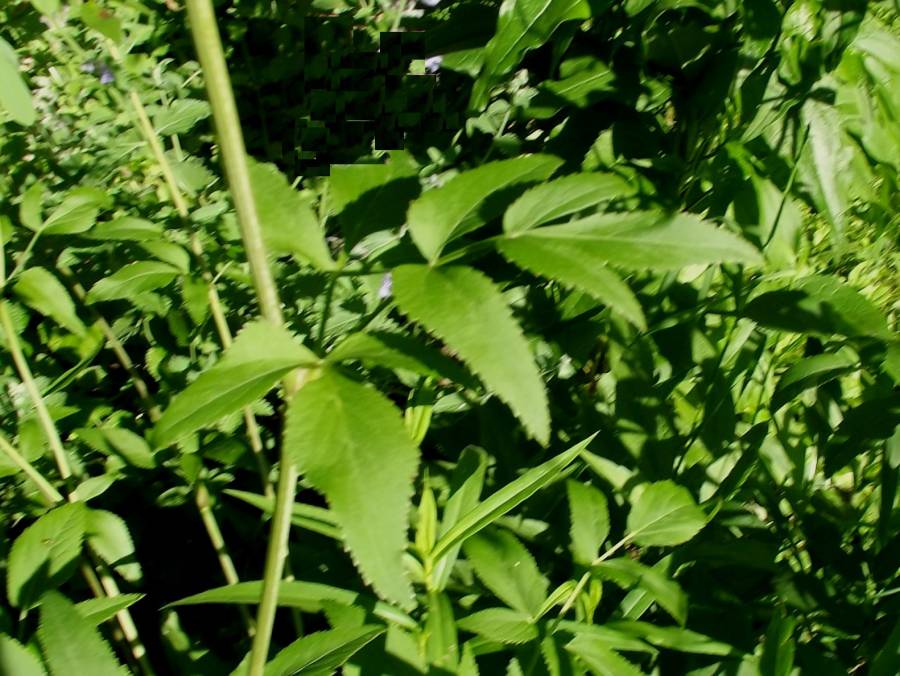 Leaves<br>(Location of Picture: McHenry Co, Illinois, June 11, 2020)