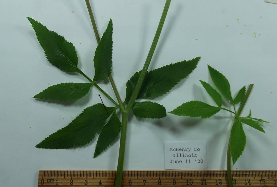 Close View - Leaves and Stem - Mounted<br>(Origin of the Specimen: McHenry Co, Illinois, June 11, 2020)