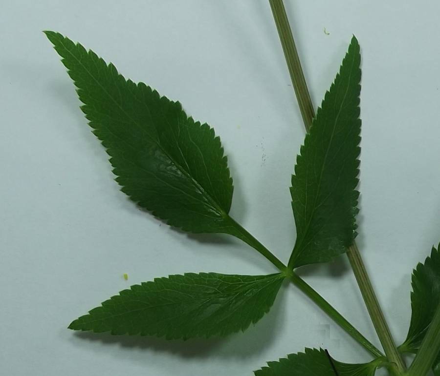 Close View - Leaf - Mounted<br>(Origin of the Specimen: McHenry Co, Illinois, June 11, 2020)