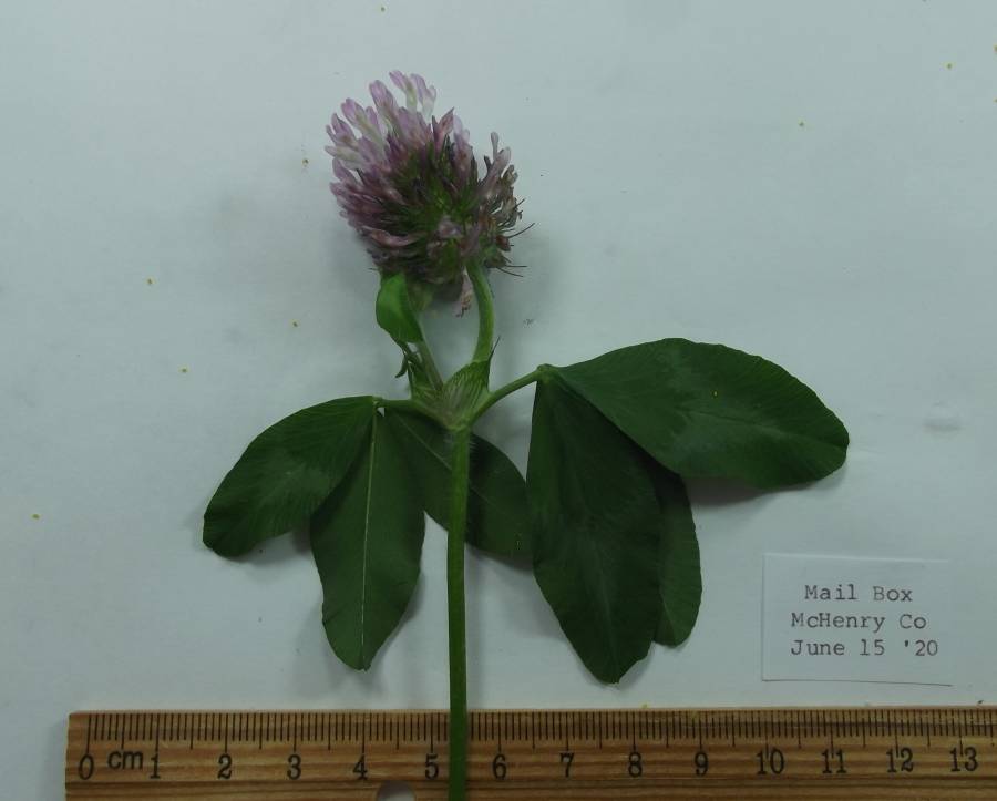 Top of Plant in Bloom - Mounted<br>(Origin of the Specimen: McHenry, Illinois, June 11, 2020)
