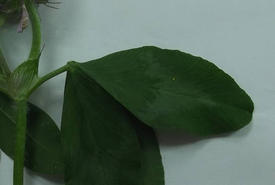 Leaf -  Close View - Mounted<br>(Origin of the Specimen: McHenry, Illinois, June 11, 2020)