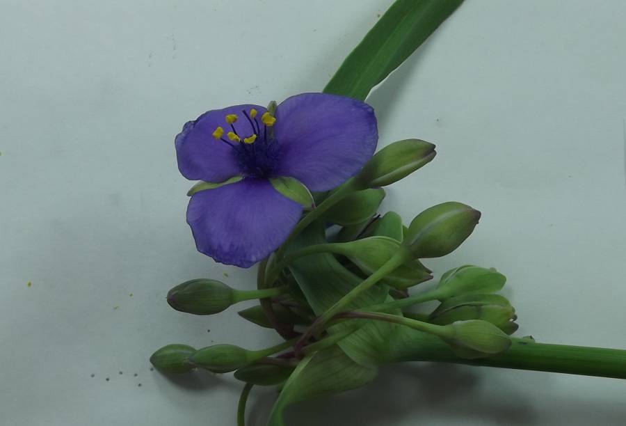 Flower - Very Close View - Mounted<br>(Origin of the Specimen: Weed - McHenry, June 11, 2020)