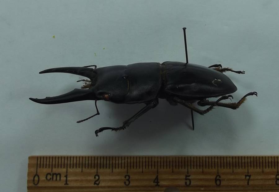 Male - Side View<br>(Origin of the Specimen: Kokopo, New Britain, July 1999)