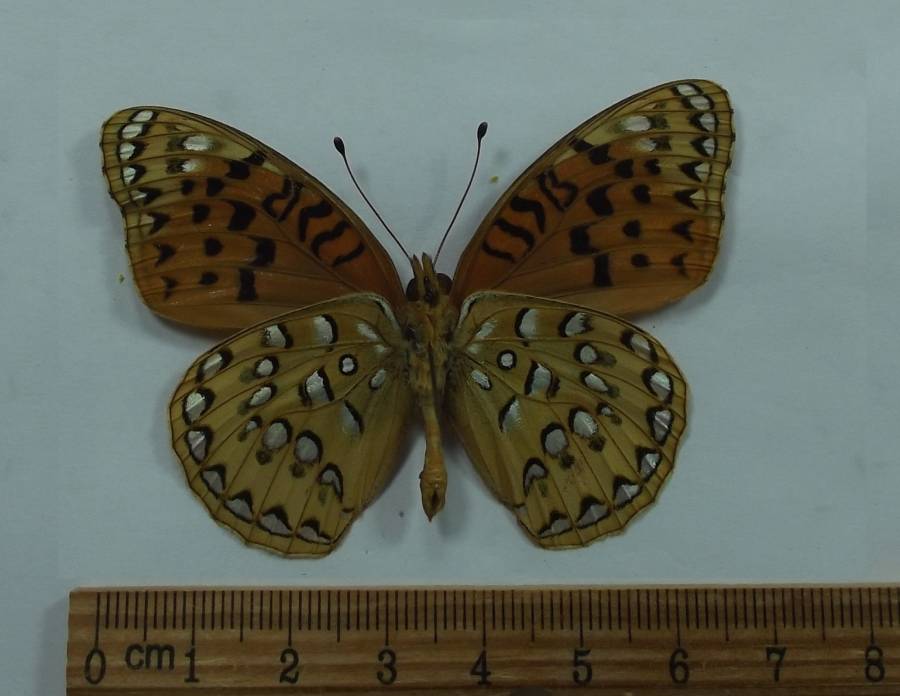 Male - Ventral View<br>(Origin of the Specimen: Grant Canyon, Utah, May 23, 1998)