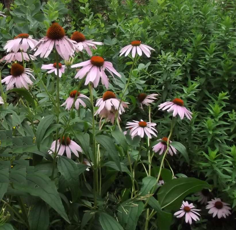 Top of Plant in Bloom<br>(Location of Picture: Garden, McHenry, Illinois, 2020)
