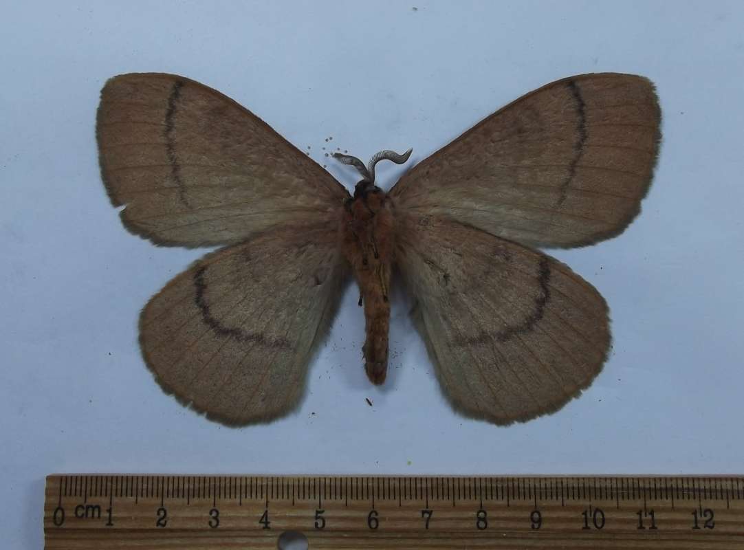 Ventral View<br>(Origin of the Specimen: Muchinga Province, 1,431 Meters)