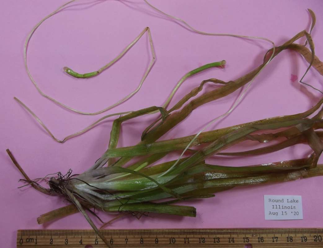 Mounted - Closer View<br>(Origin of the Specimen: Round Lake, Fall 2020)