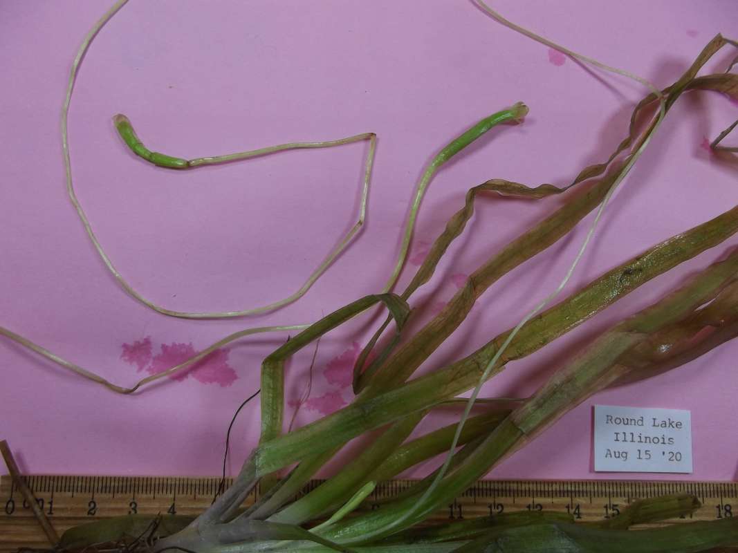 Mounted - Much Closer View<br>(Origin of the Specimen: Round Lake, Fall 2020)