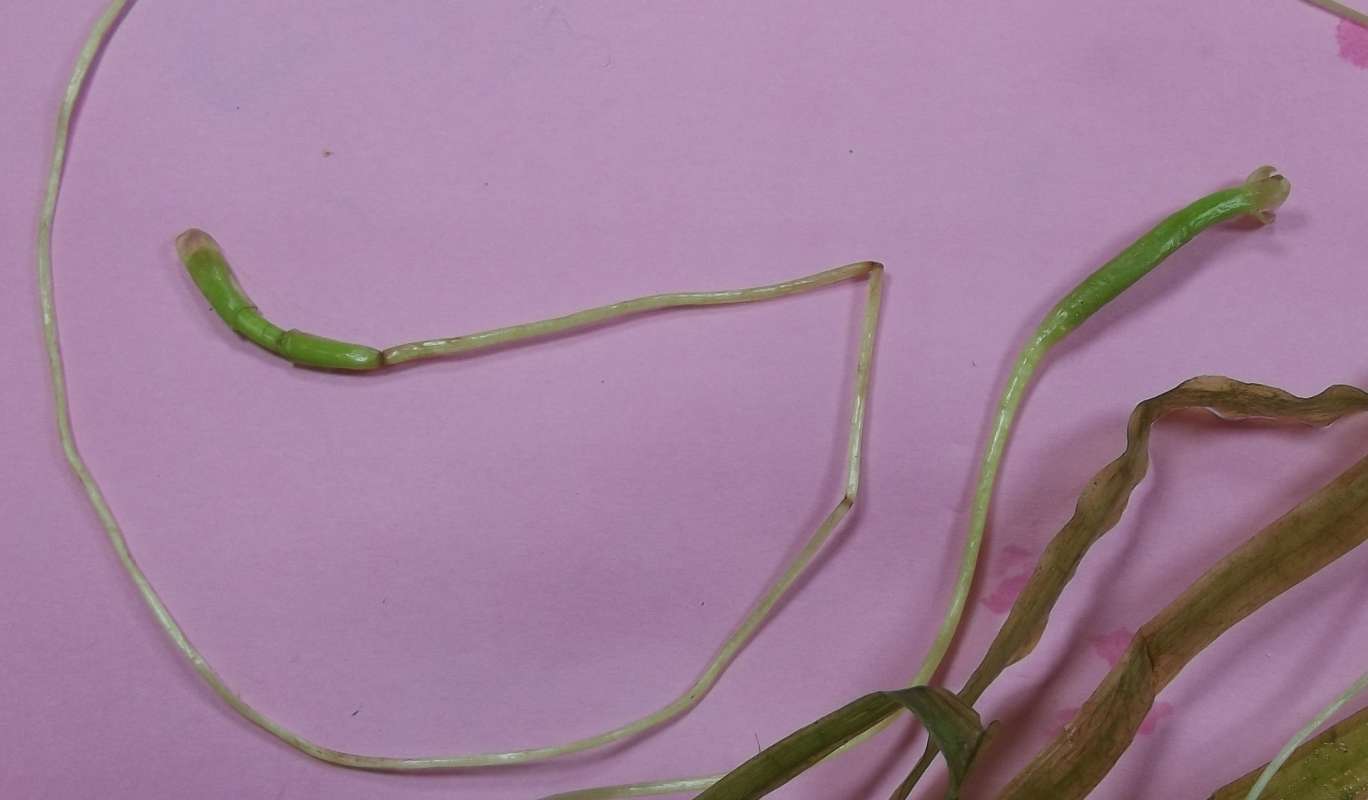 Reproduction<br>(Origin of the Specimen: Round Lake, Fall 2020)