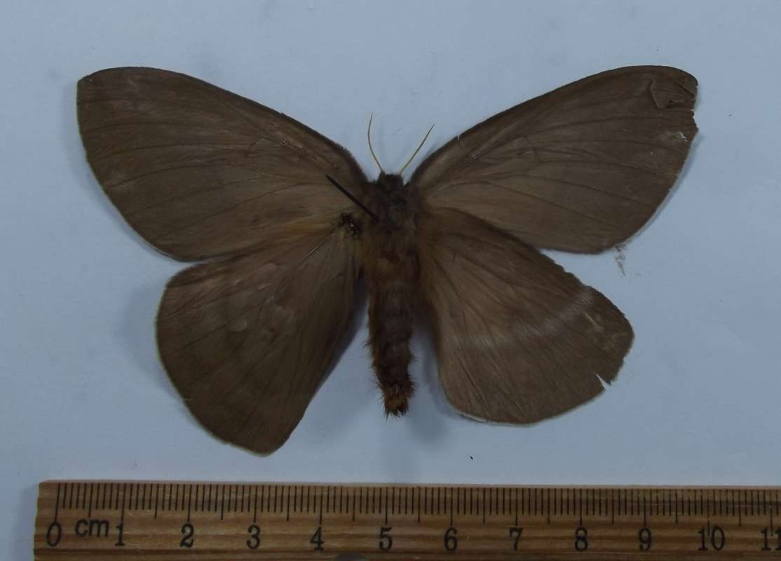 Female - Ventral View<br>(Origin of the Specimen: Mexico, June 1989)